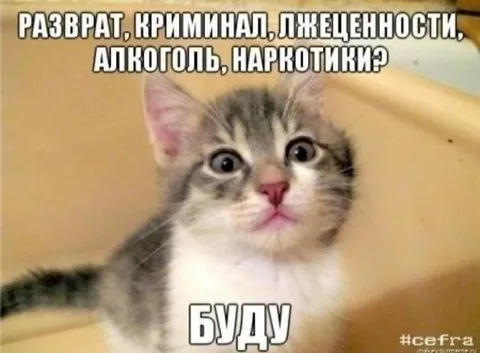 Кот согласен на всё