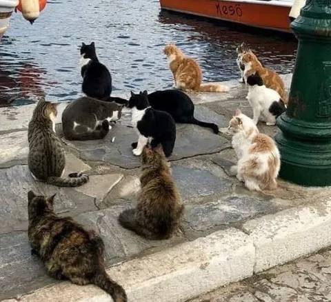 Кошачье собрание у воды