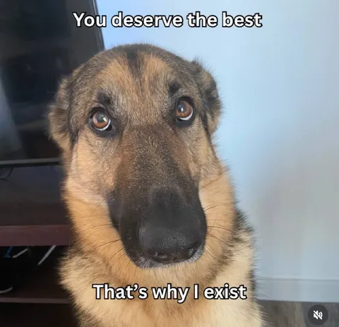 You Deserve the Best Dog