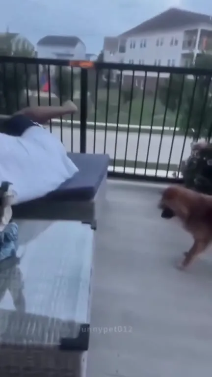 Dogs Ruining Their Owners’ Plans