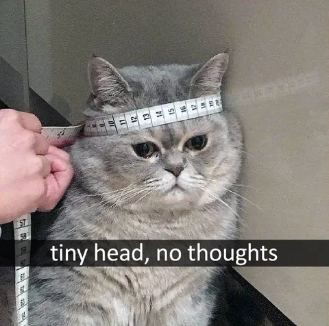 Tiny Head No Thoughts Cat