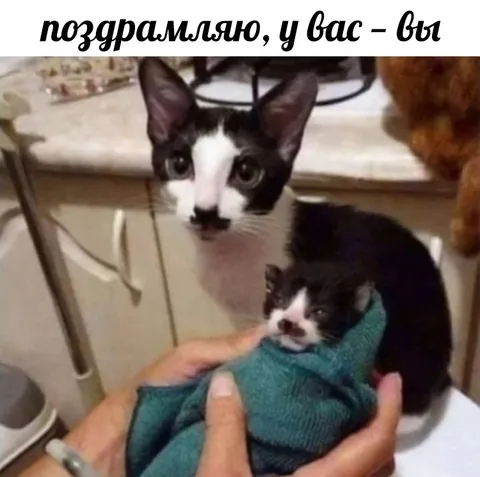 Поздравляю, у вас — вы