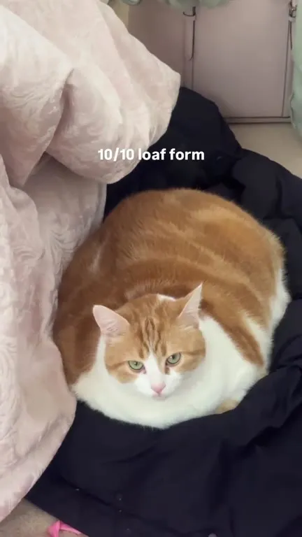 10/10 Cat Loaf Form