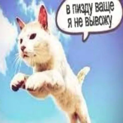 Кот не выдерживает праздник