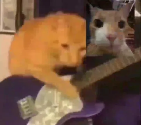 Кошачья реакция на барабаны