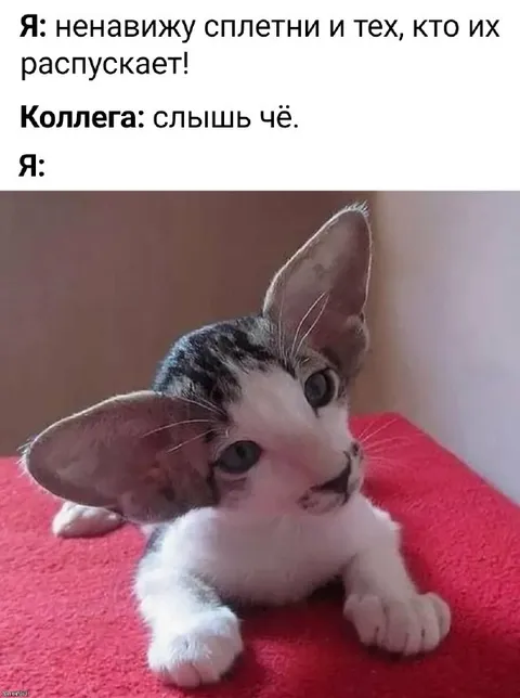 Кот, который любит сплетни