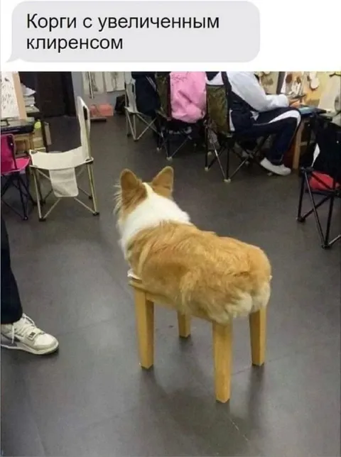 Корги с увеличенным клиренсом