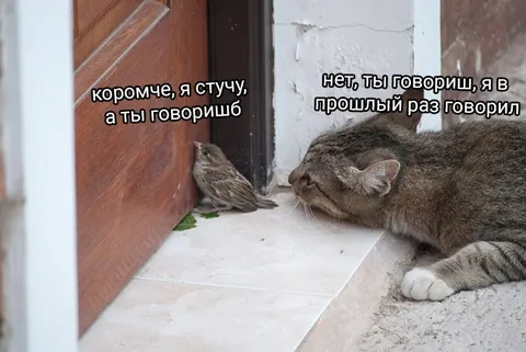 Кот спорит с воробьём