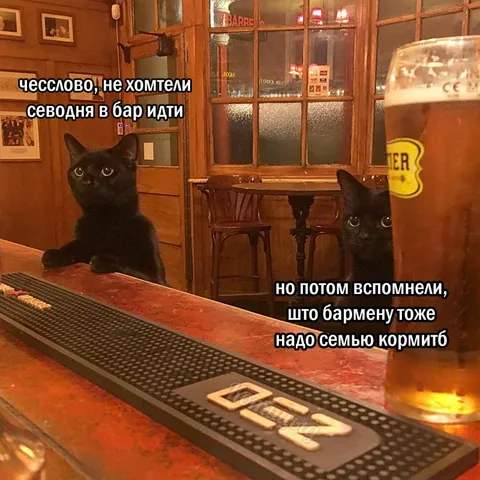Коты передумали уходить из бара