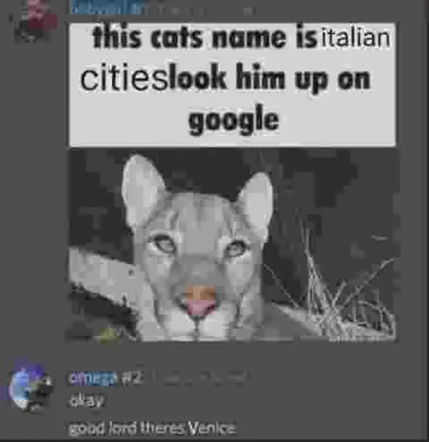 Italian Cities Cat