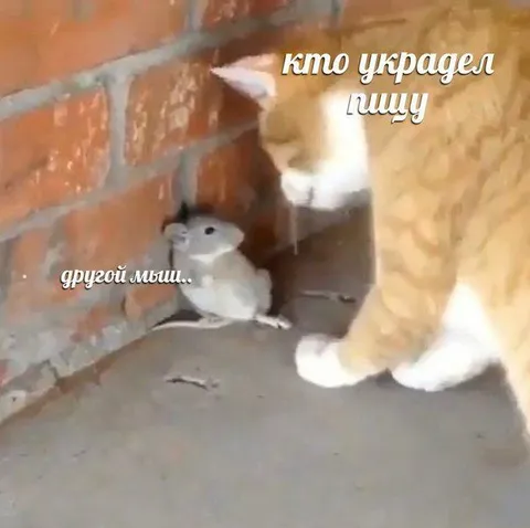Кот допрашивает мышь
