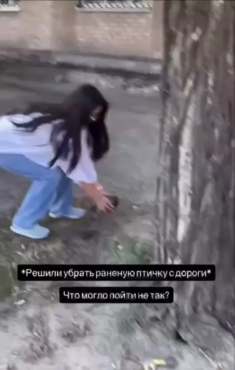Решили убрать раненую птичку