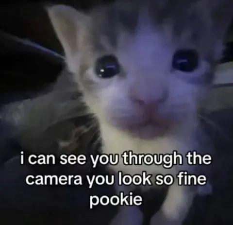 Kitten Sees You Through the Camera