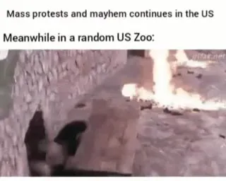 Meanwhile at a Random US Zoo
