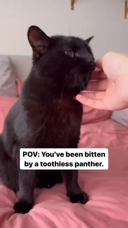 Toothless Panther Bites Hand