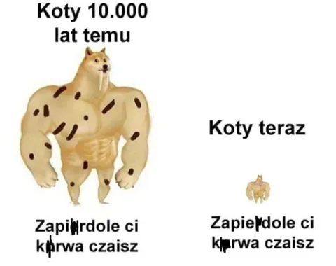 Koty dawniej i teraz