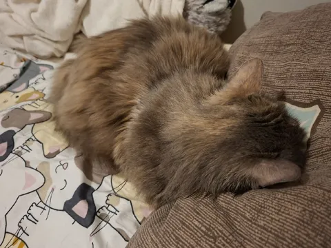 Кот уснул на подушке