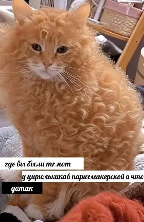 Кот после парикмахерской
