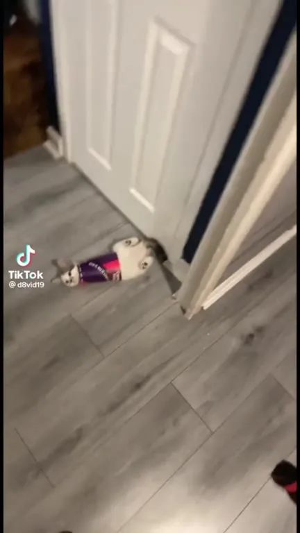 Cat Stuck in a Can