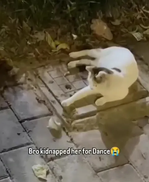 Cat Kidnaps Mouse for a Dance
