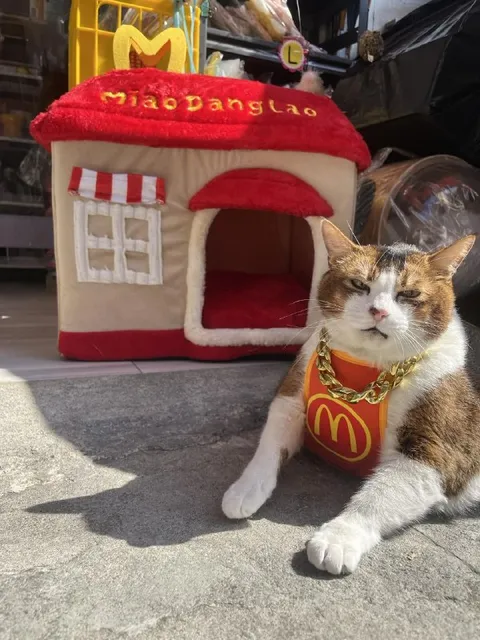 Кот Макдональдс у домика