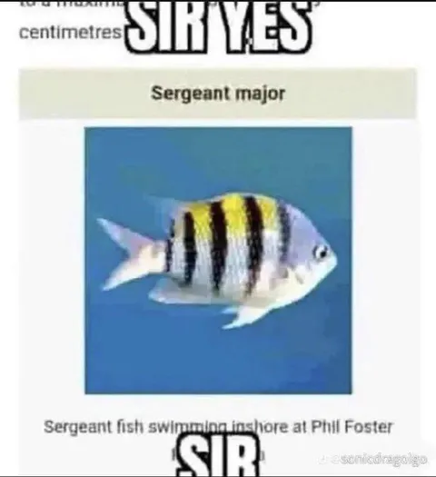 Sergeant Major Fish Has Stripes