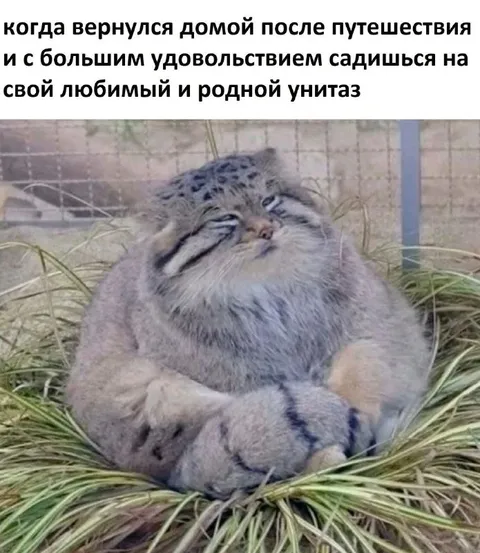 Родной туалет после путешествия
