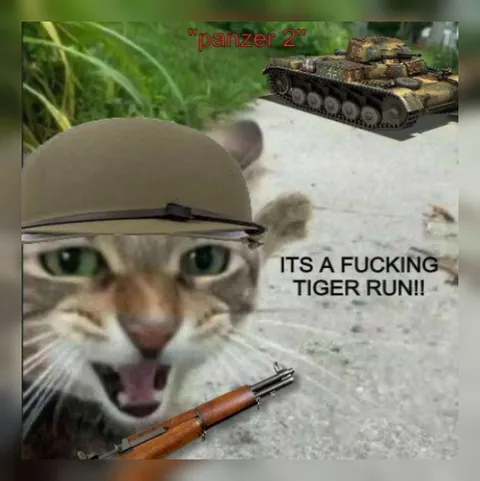 Cat Thinks It’s a Tiger