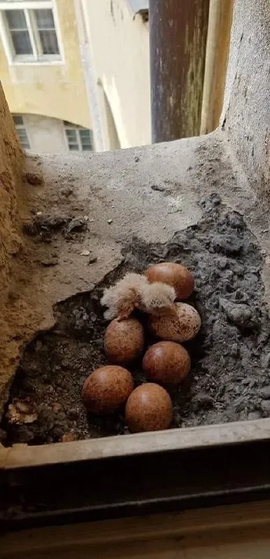 Картошка в оконном проёме
