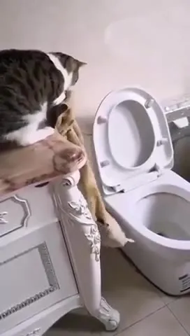 Кот и змея в туалете