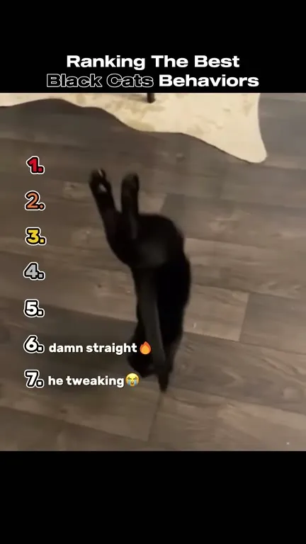 Ranking Black Cat Behaviors