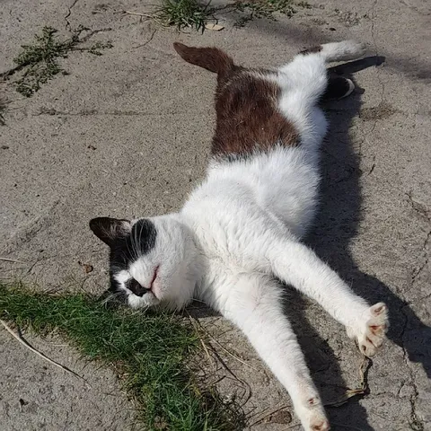 Кот растянулся на солнце