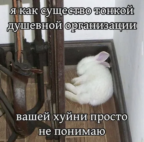 Кролик не понимает организацию