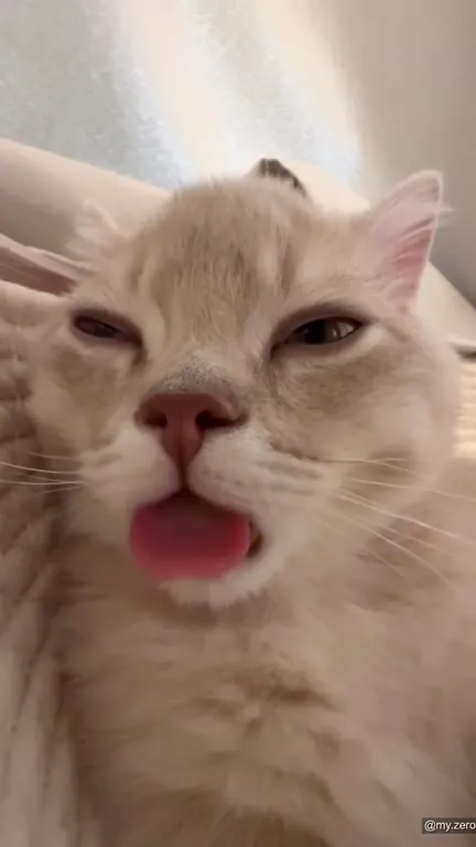 Кот с высунутым языком