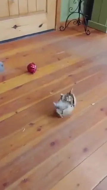 Броненосец играет с шариком