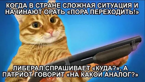 Кот с ружьём и политические споры