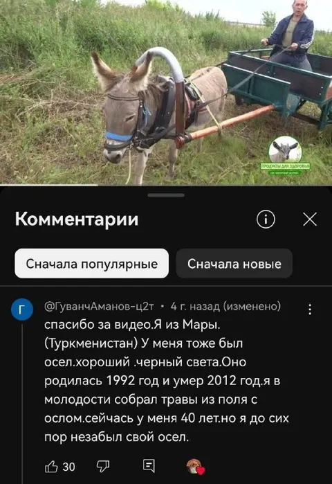 Незабываемый осёл из Мары