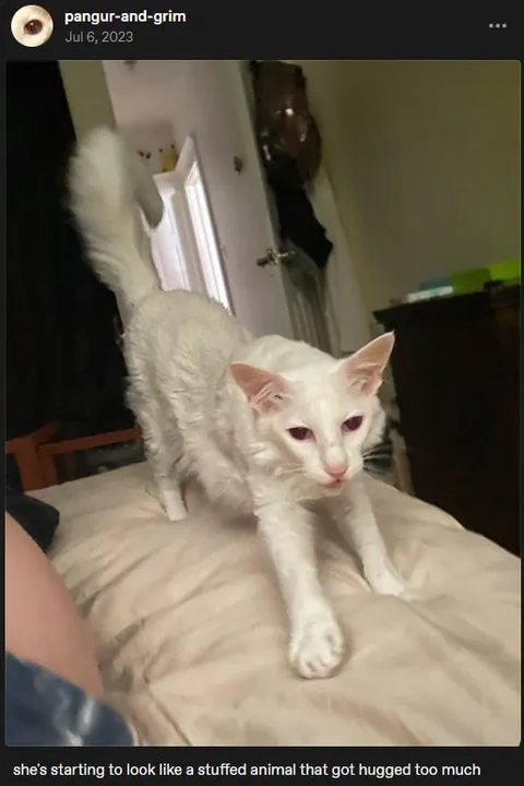 Cat Looks Like Overhugged Stuffed Animal