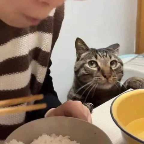 Кот выпрашивает еду за столом