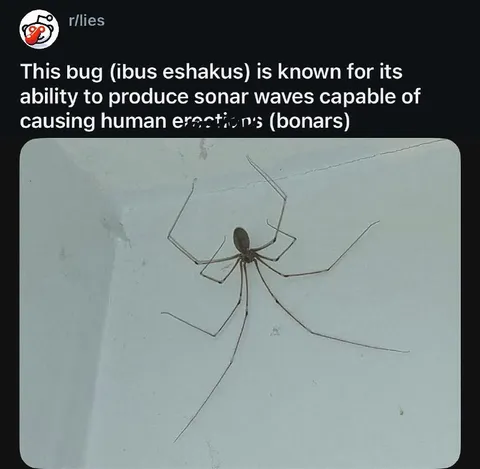 Spider Causing Human Erections