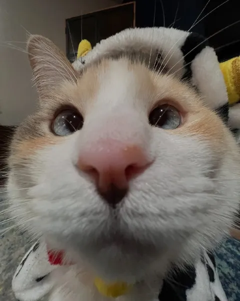 Кот крупным планом