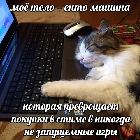 Кот покупает игры в Steam