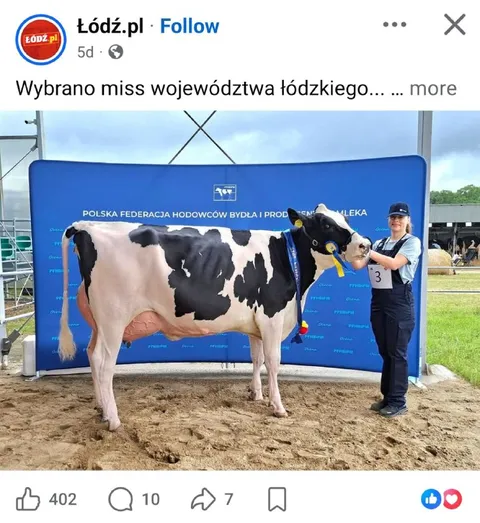 Krowa wybrana miss województwa