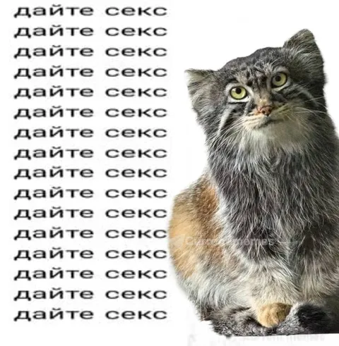 Кот требует секса