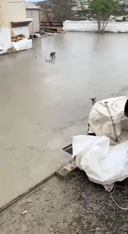 Кошки скользят по крыше