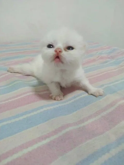 Грустный белый котёнок