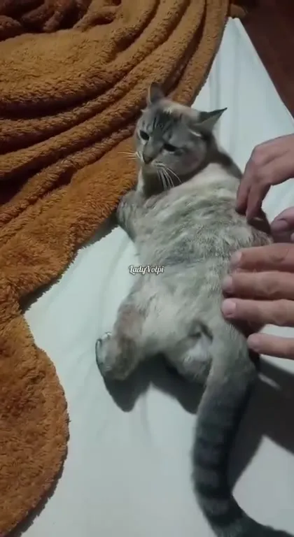 Кот не ожидал щекотки
