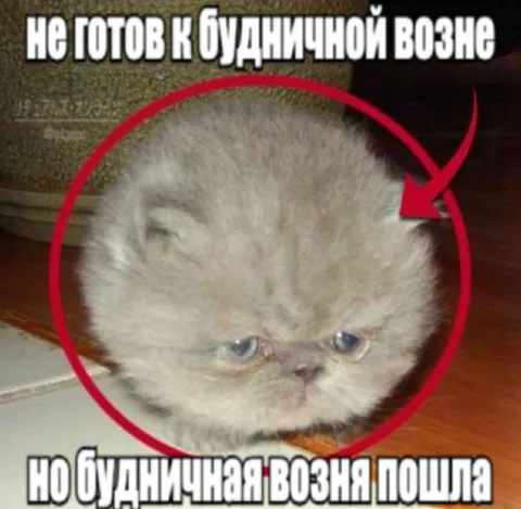 Кот не готов к будничной возне