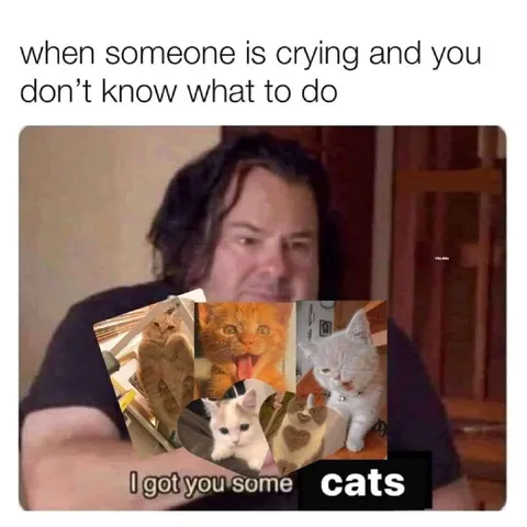 I Got You Some Cats