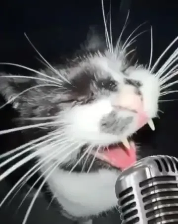 Cat Sings Careless Whisper